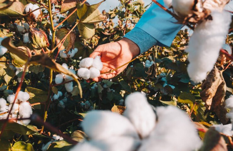 taking-cotton-from-branch-by-farmer